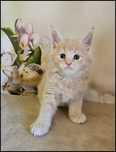 Kocurek Maine Coon Necmi