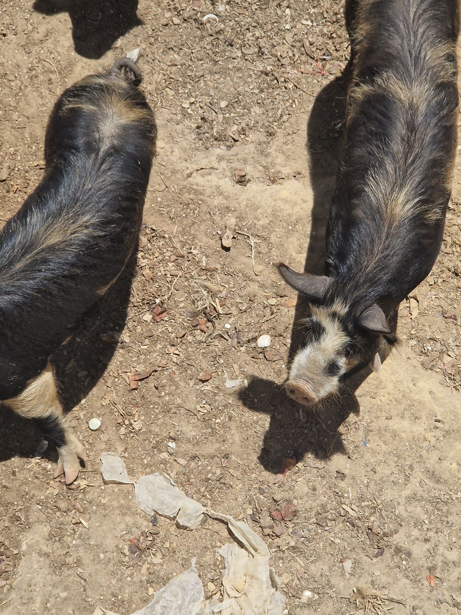 Porcos Kunekune, e mini pigs