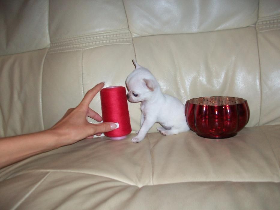 шикарные кобели от мини до стандарта чихуахуа вязка