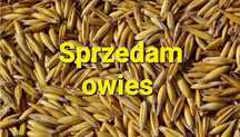 Sprzedam owies!!!