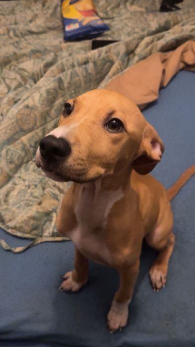 Cães bebês mix de pitbull