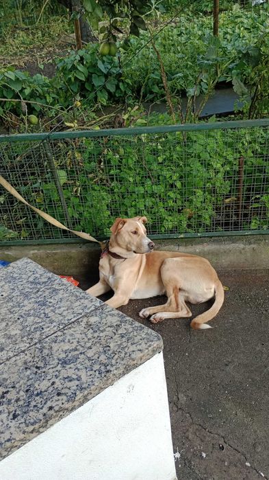 Doando um cão amável