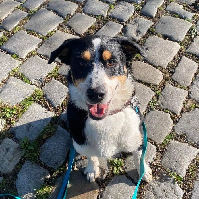 Pies Aro w typie owczarka australijskiego do adopcji!