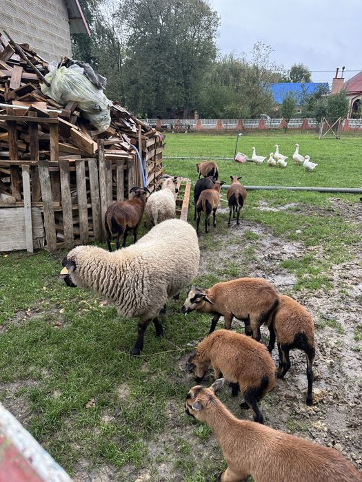 Owce kameruńskie