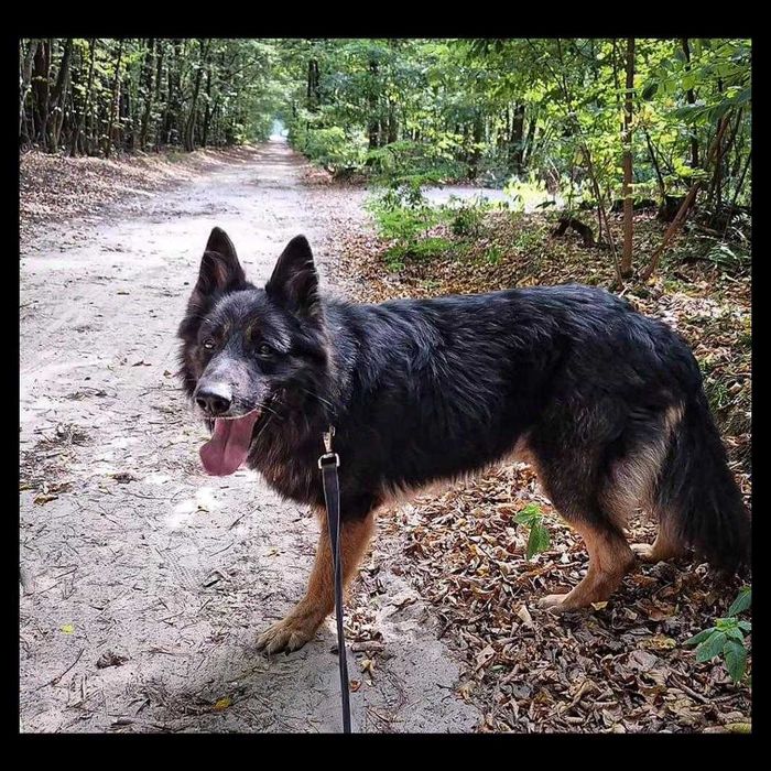 Mati - pies w typie owczarka niemieckiego do adopcji