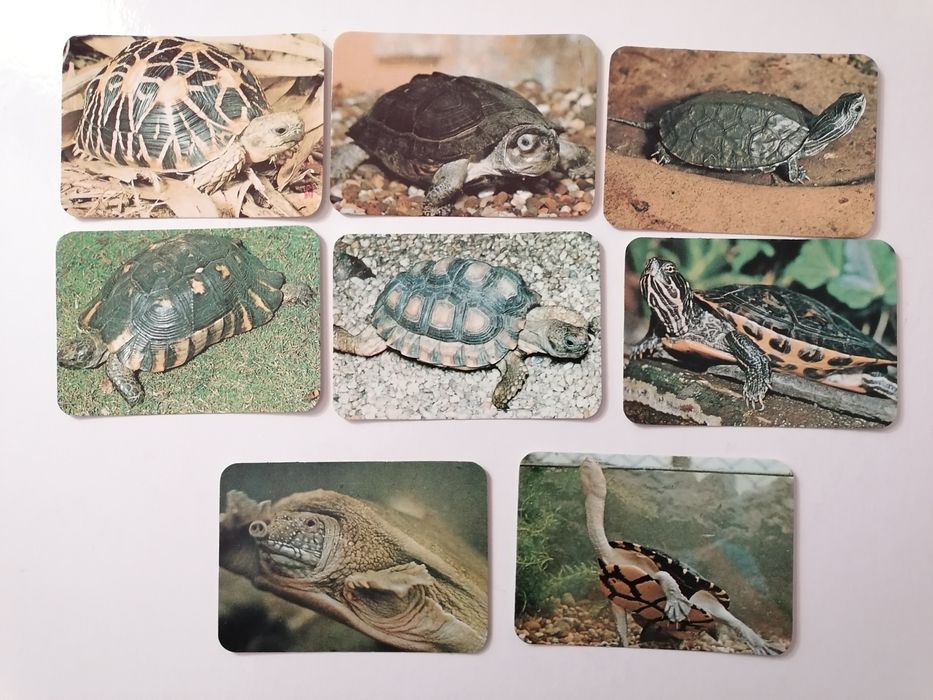 Conjunto de 8 calendários de 1990 de tartarugas