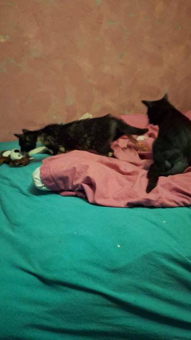 Koci Cyrkowiec szuka domku