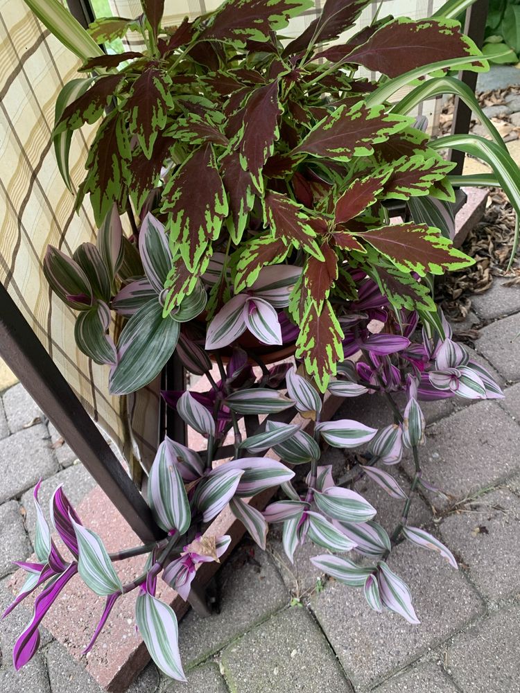 Tradescantia Nanouk szczepka