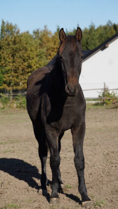 Roczny ogierek typ szlachetny