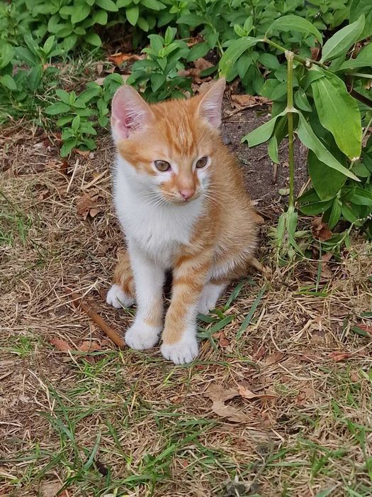 Kot 3,5miesięczny od ręki