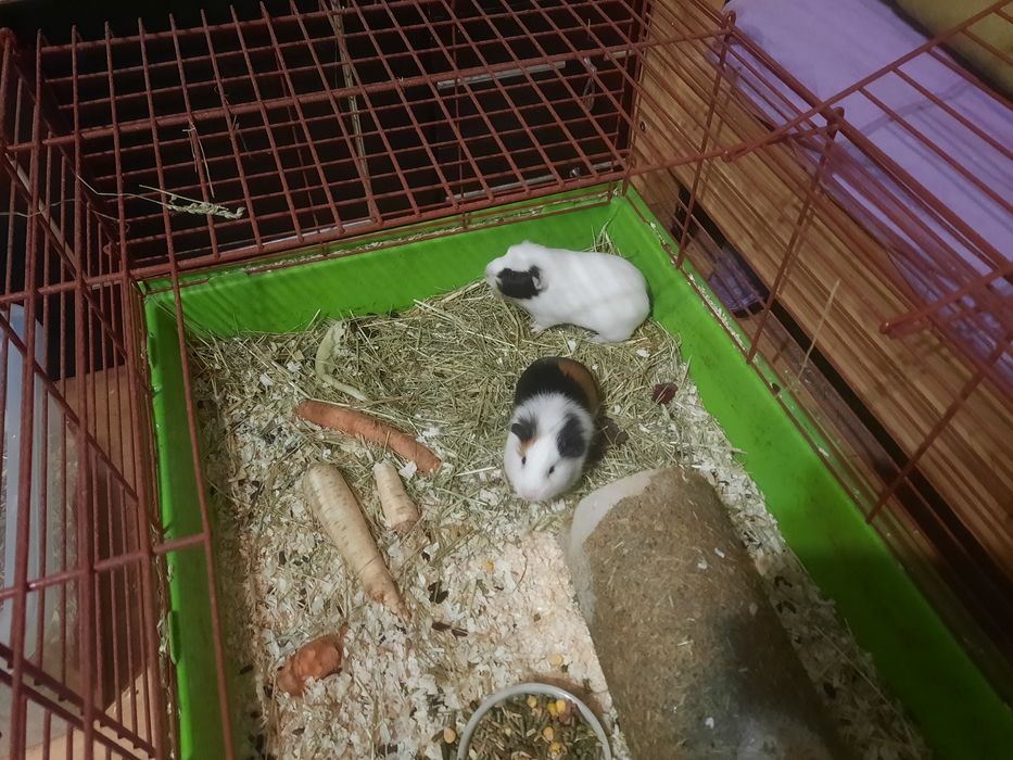 Świnki wraz z klatką