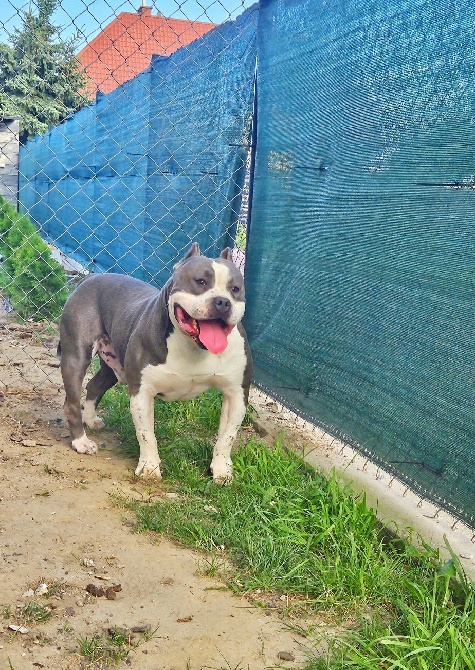 Potężny pies Amstaff Rep