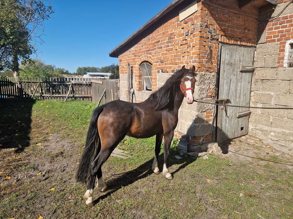 Ogier walijski PL SZEJK