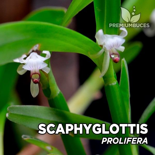 Мініатюрна орхідея scaphyglottis prolifera