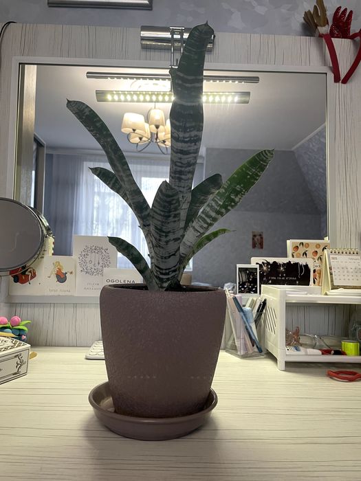 Ехмея полосата в вазоні