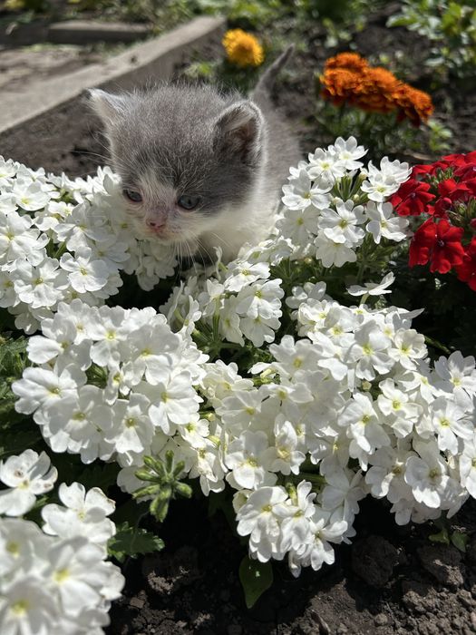 Віддаємо кошенят у добрі руки БЕЗКОШТОВНО