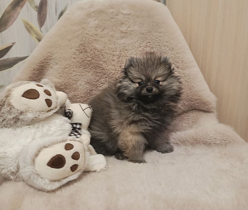 Люлі люлі веселі шпіцулі