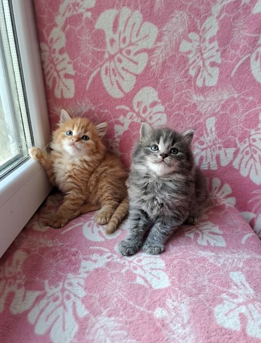 Прекрасные сибирские котята