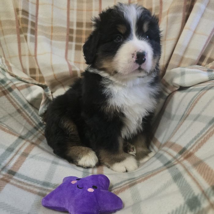 Berneński Pies Pasterski fioletowy