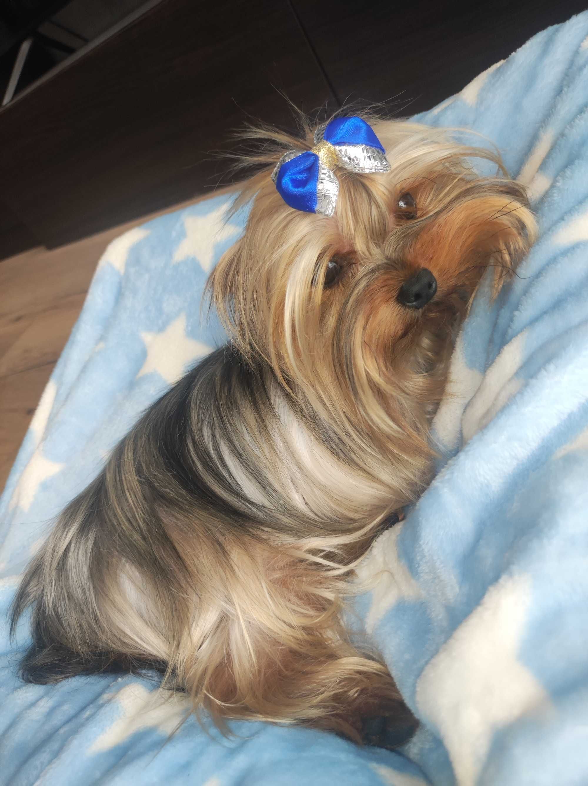 Yorkshire terrier