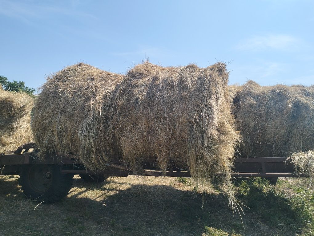 Сіно лугове цьогорічне