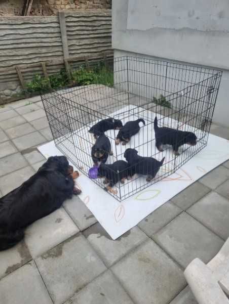 Клітка манеж с дверцятами 8-секцій для цуценят собак кішок кролика