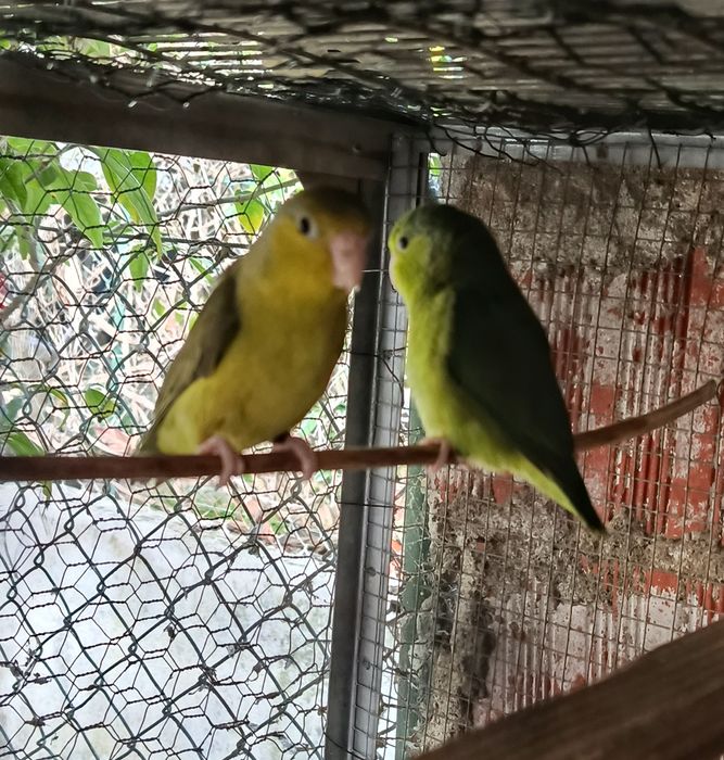 Forpus de 2025, Anilhados