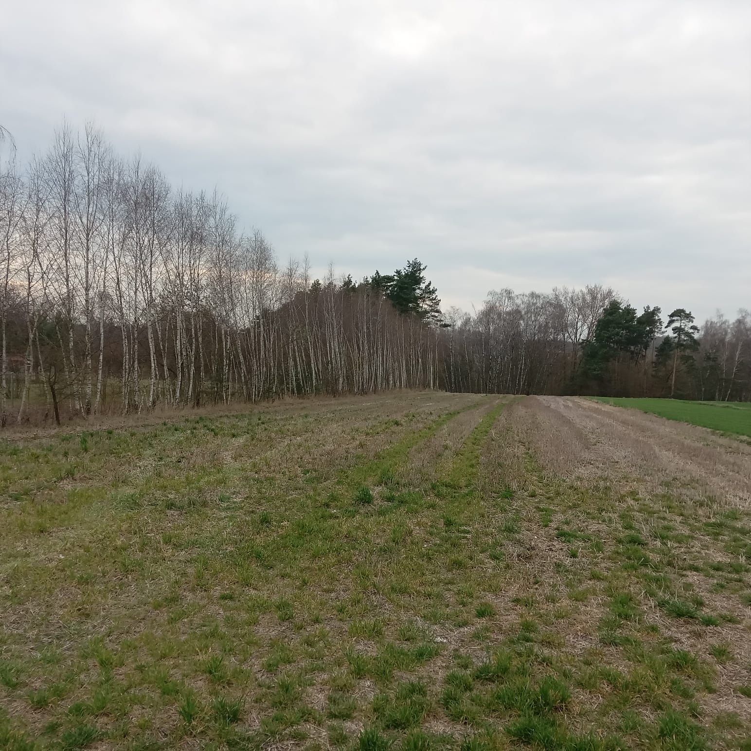 Działka 45a z projektem domu