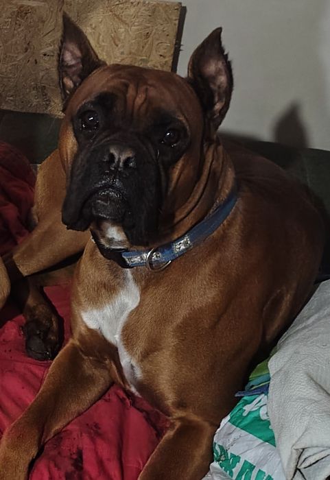 Вязка немецкого боксера