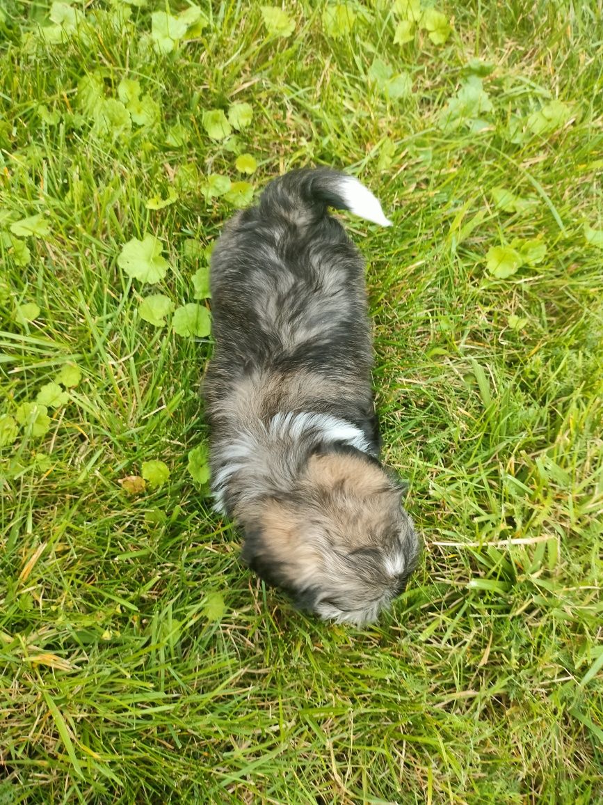 Suczka shih tzu do rezerwacji