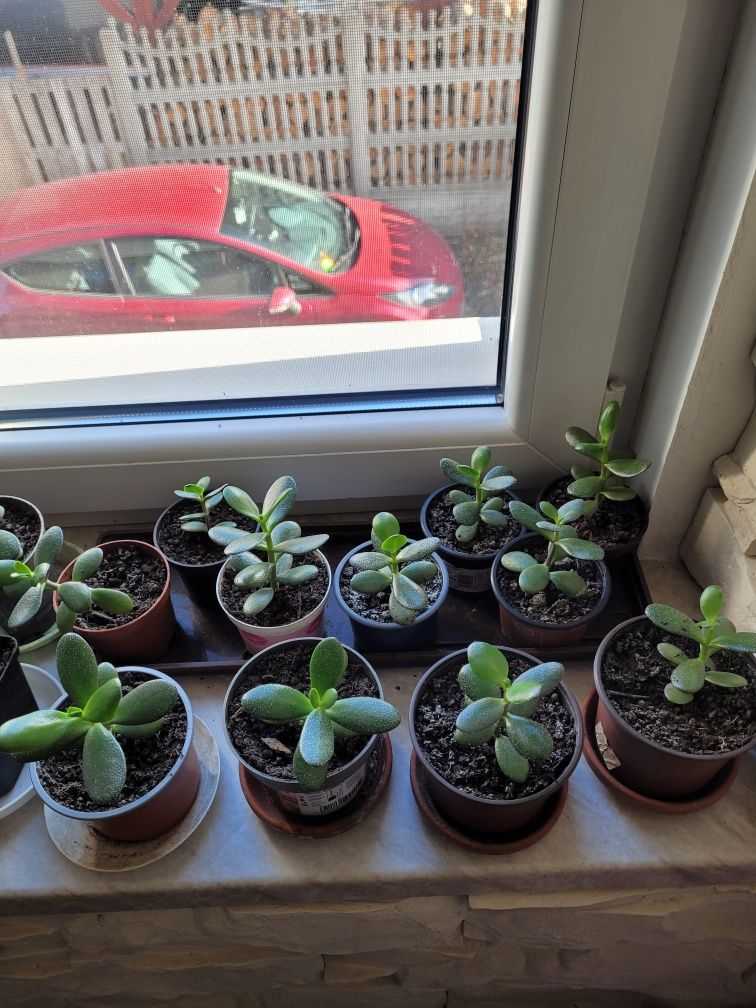Kwiat Drzewko szczęścia grubosz, aloes