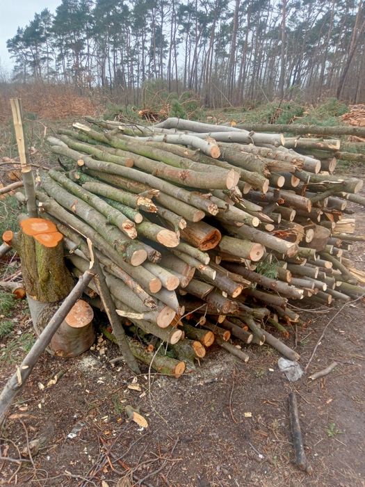 Gałęziówka liściasta i iglasta gruba