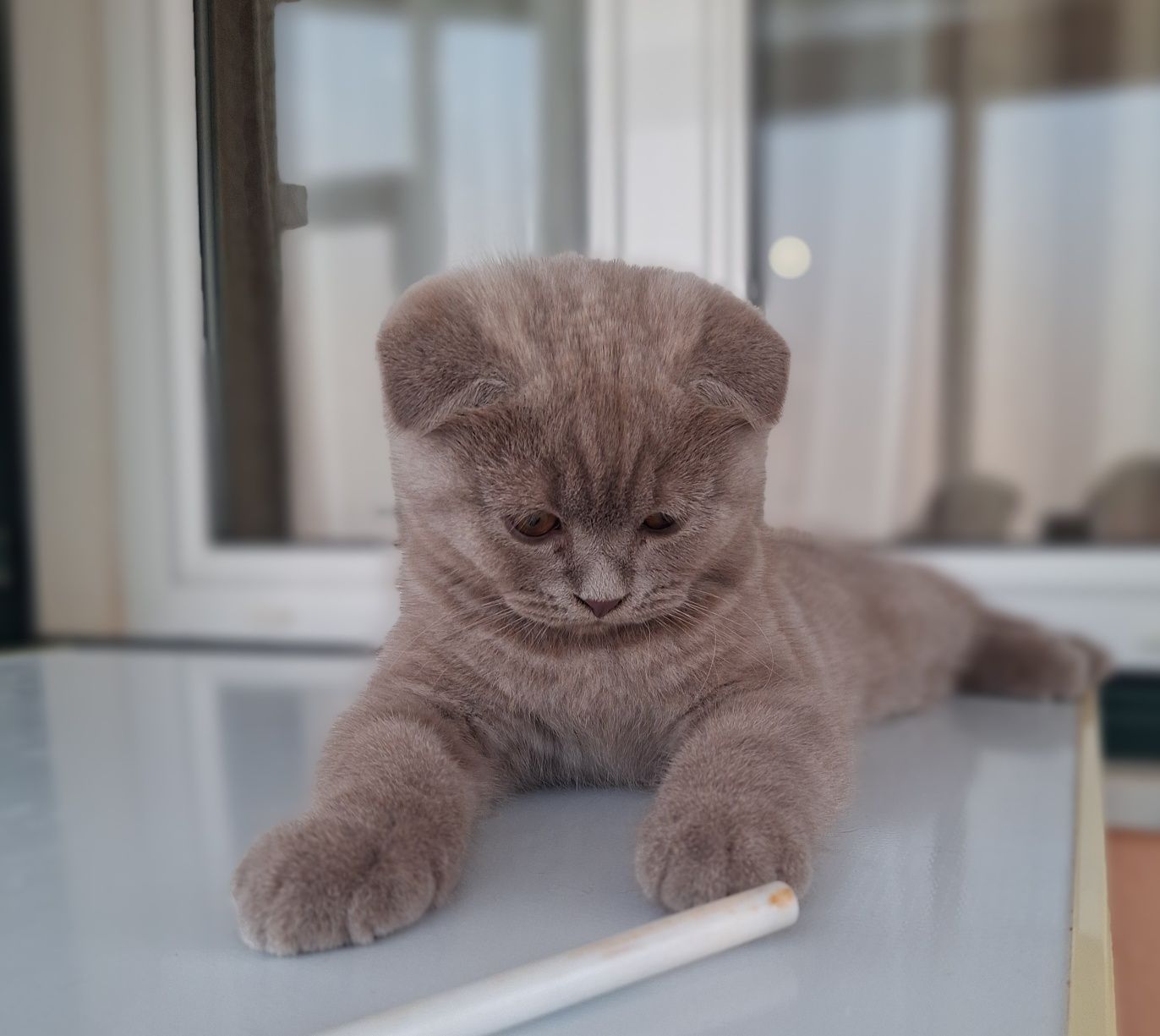Scottish fold macho lilás