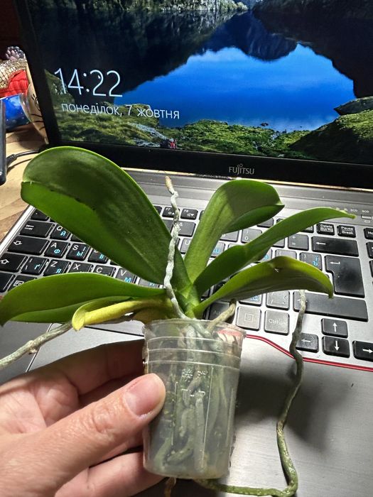 Фаленопсис підліток-азіат