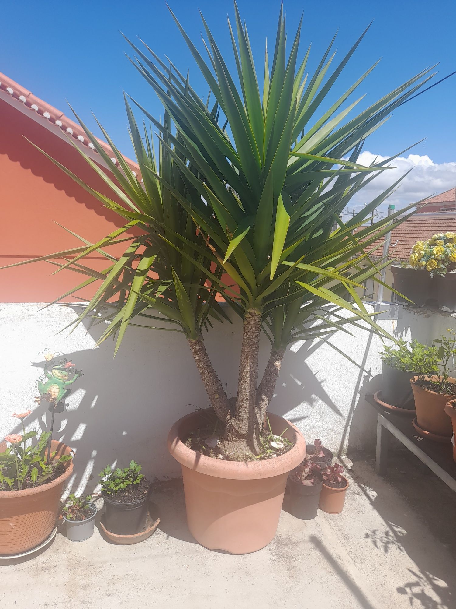 Plantas para o jardim 100€cada