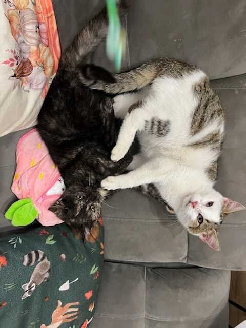 Oddam koty, kociaki, kocięta do adopcji