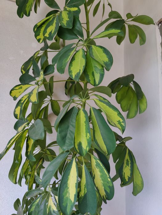 Schefflera arborícola (Planta Guarda-Chuva) aprox. 2,5 metros