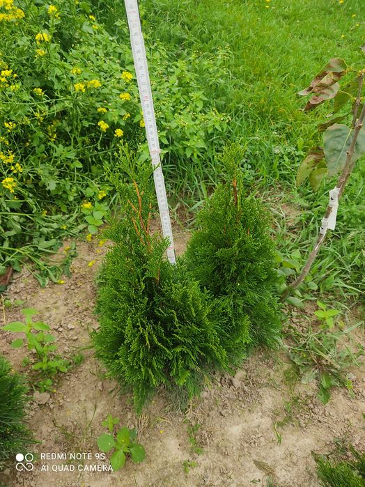 Tuja szmaragd 80 - 100 cm