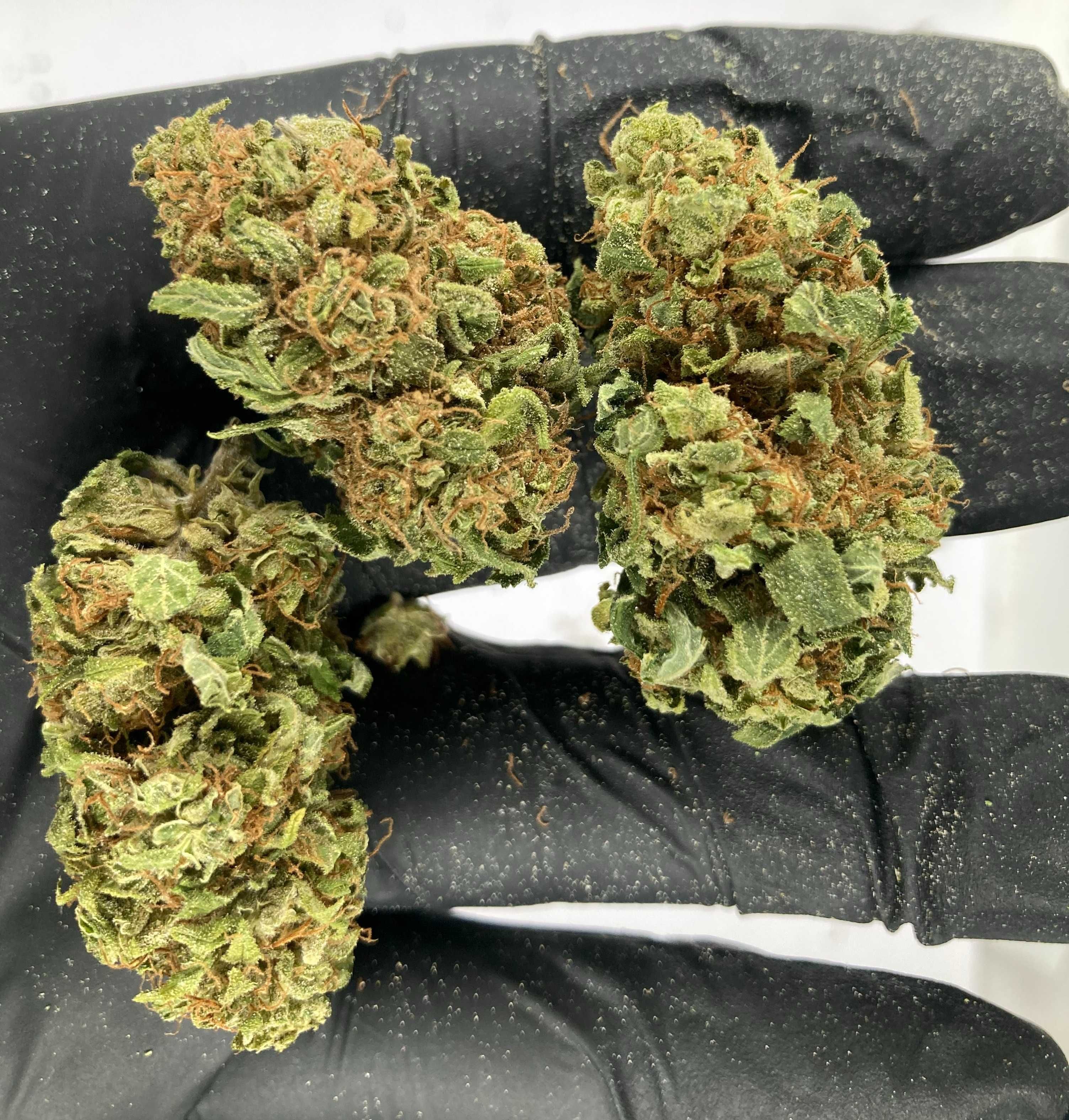 Jasny Lekki Zielony Susz CBD White Widow 50g MALANA.PL