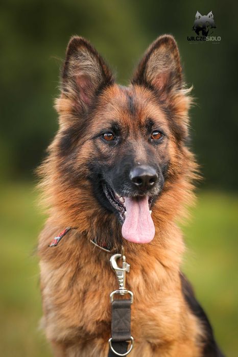 Vira , młoda suka , owczarek niemiecki do adopcji z fundacji