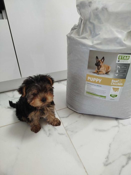 Тільки краща їжа для домашнього улюбленця – STARDEYL!