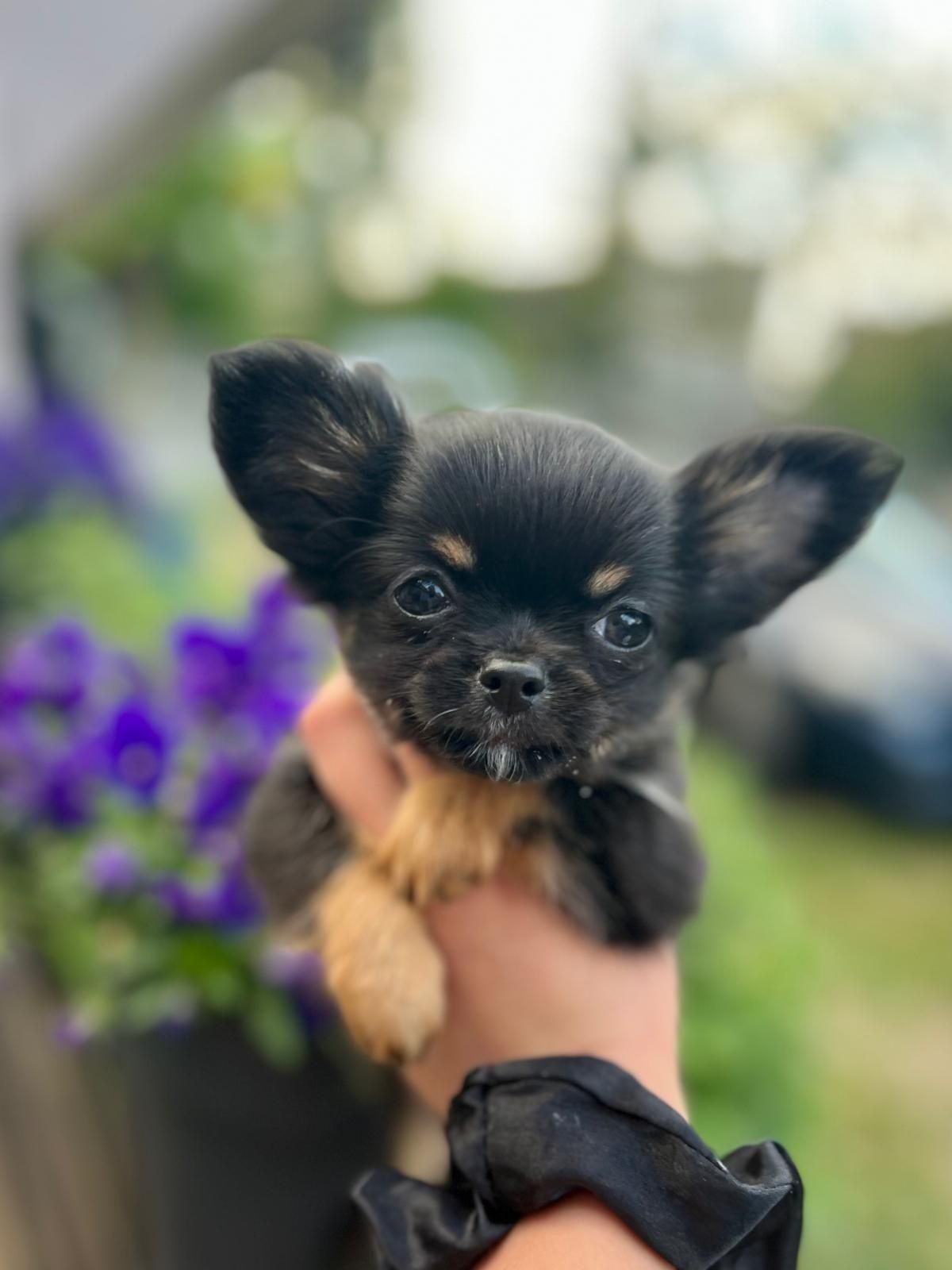 Chihuahua, dziewczynka, rodowód FCI