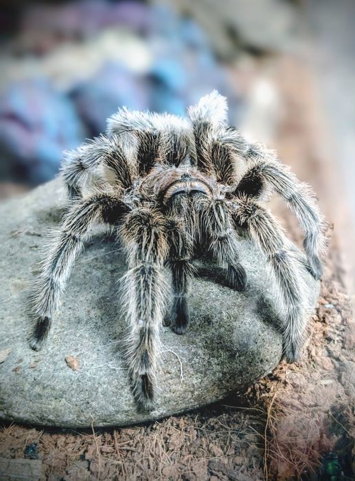 Терраріум (37 на 39 см)