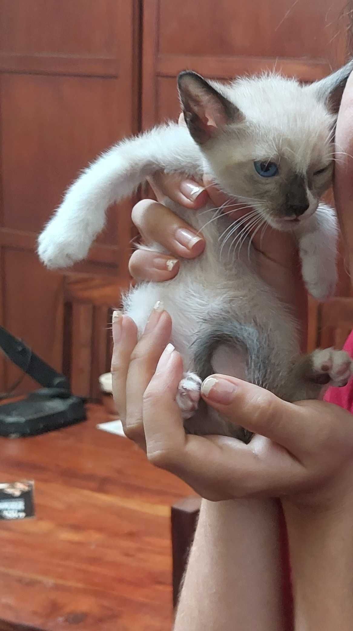 Gatinhos para Adoção