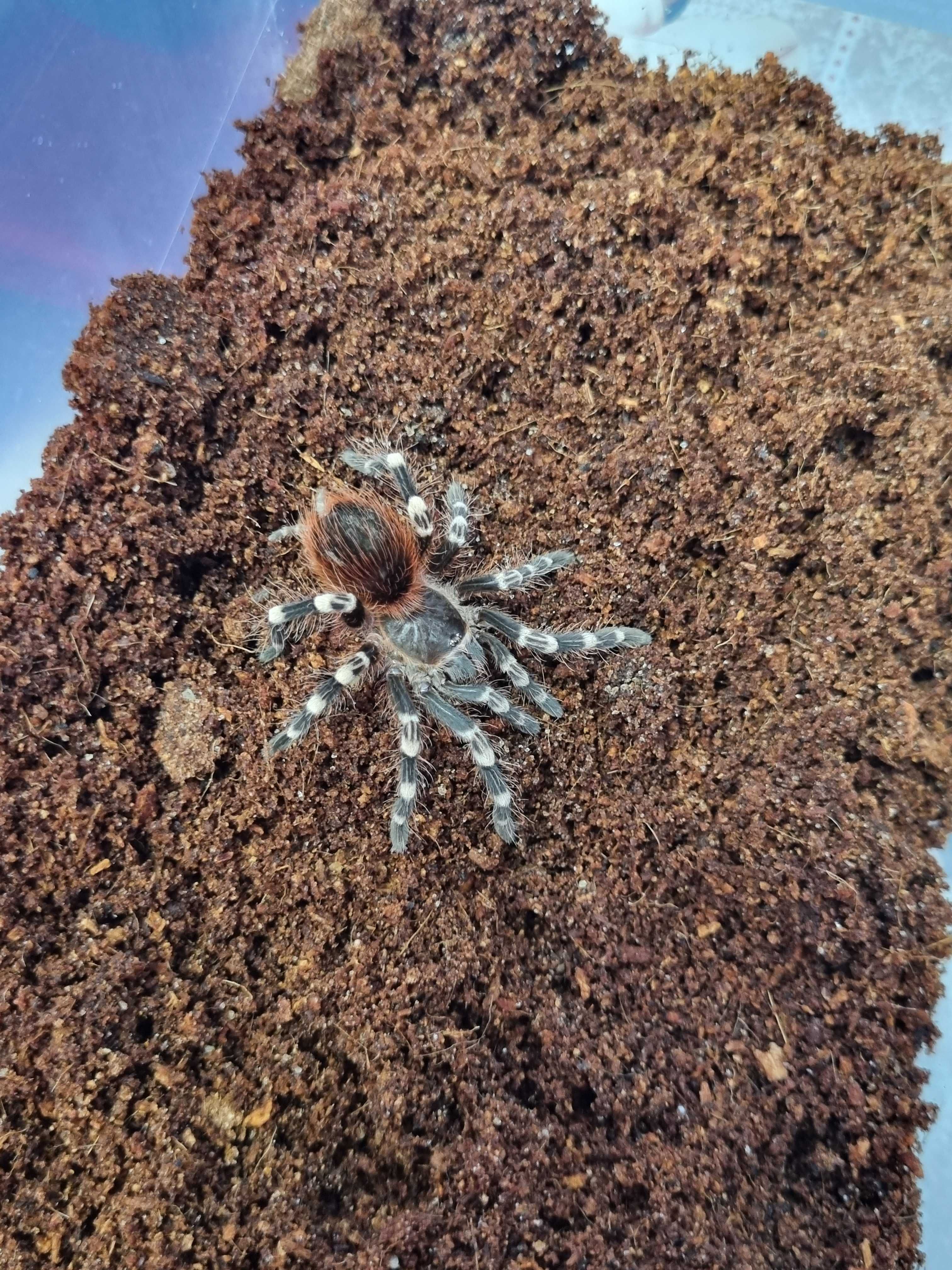 Ptasznik Acanthoscurria geniculata samica | pająk | Petmarket