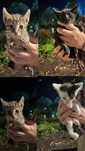Gatos para adoção