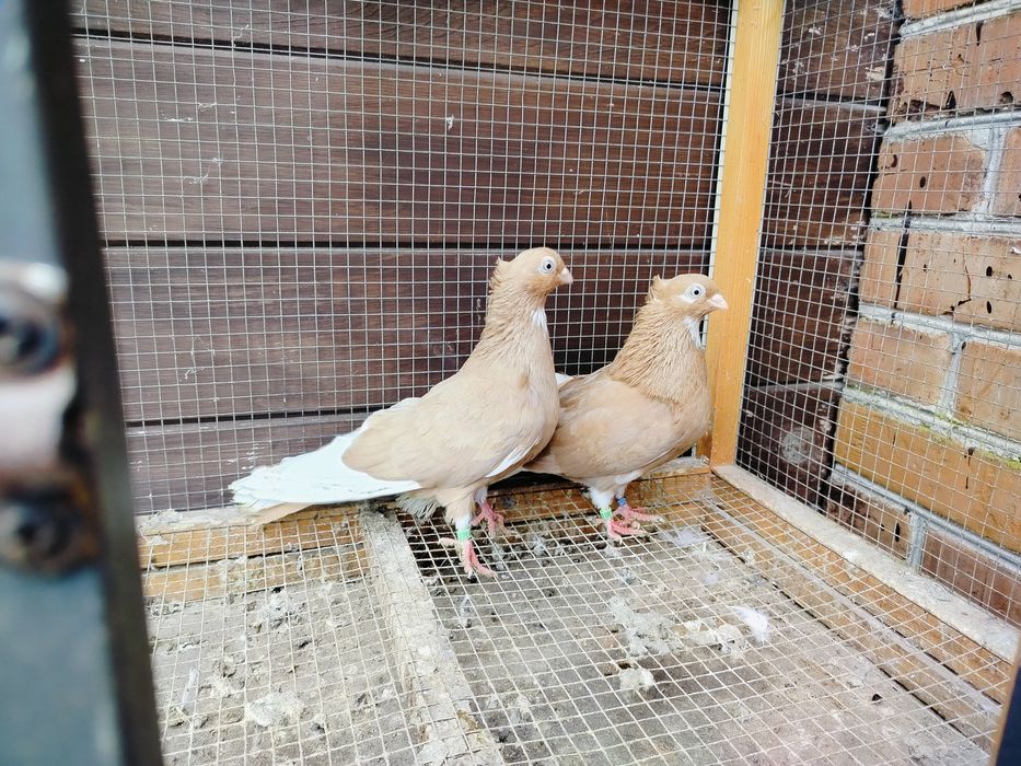 Gołębie zamojskie czubate blankopy