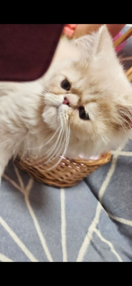 Kocurek perski kot
