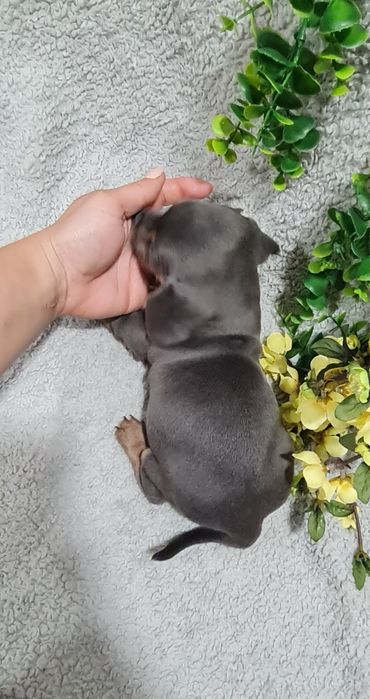 Estupendo Teckel Blue de Qualidade