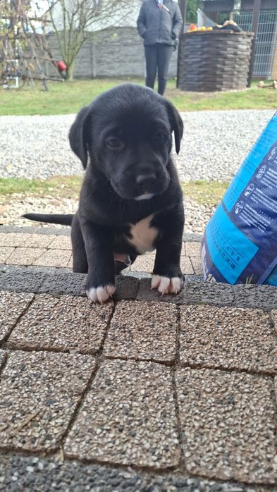 Pieski do oddania- za darmo